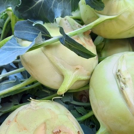Frischer Kohlrabi von unserem Hof