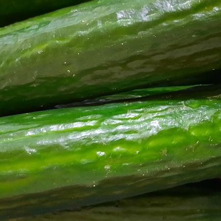 Frische Gurken von unserem Hof