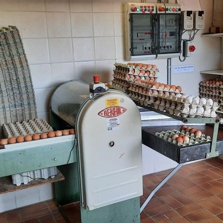 Maschine zum Eier sortieren