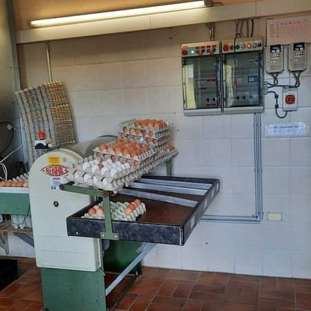 Maschine zum Eier sortieren