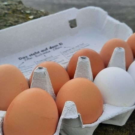 Eier aus Bodenhaltung
